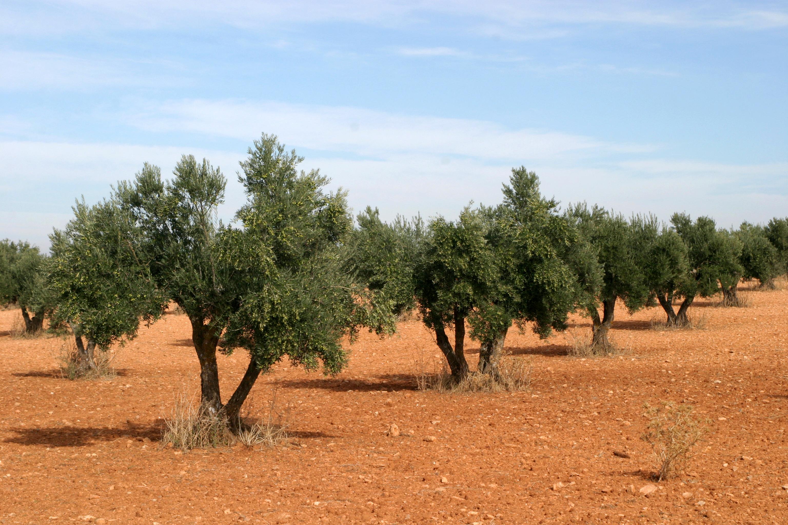 Tabla Salarial para el campo en Jaén campaña 2013-2014
