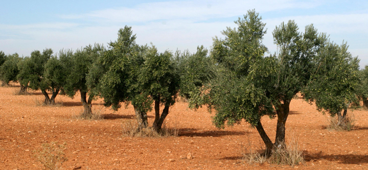 Arrendamiento de Fincas